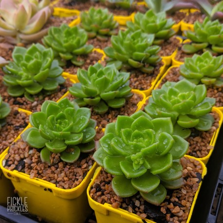 Picture of Sedeveria Letizia Cactus Seeds - 20 Pcs Seeds (Global Seeds)