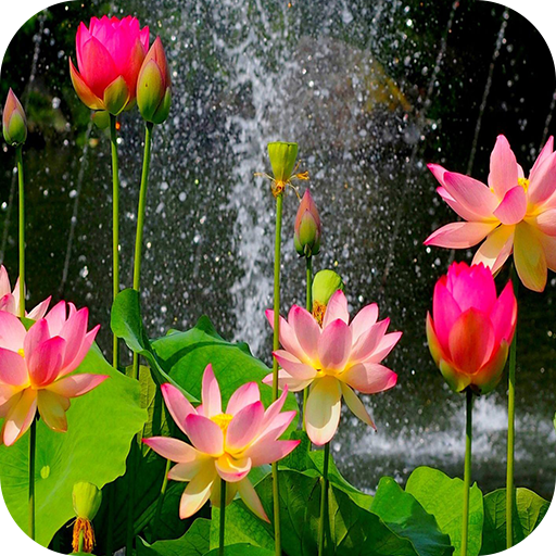 Picture of 7 Pcs Global Rainbow/Colourful Lotus SeedS