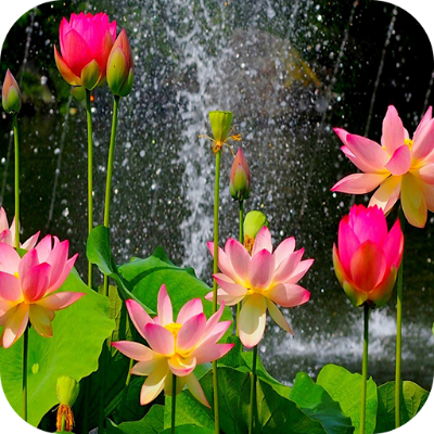 Picture of 7 Pcs Global Rainbow/Colourful Lotus SeedS