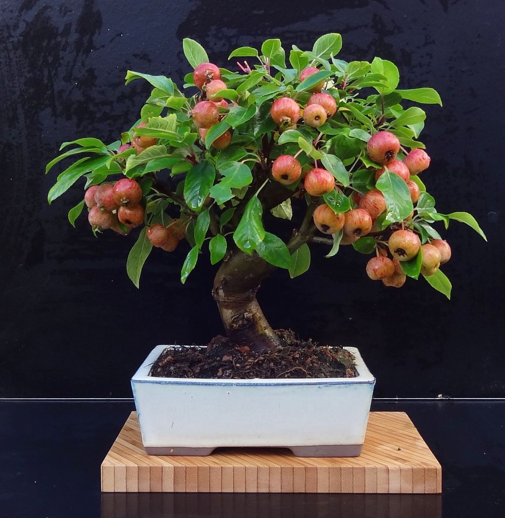 Picture of All Season Red Apple Bonsai Seeds - 15 Pcs Seeds
