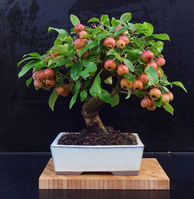 Picture of All Season Red Apple Bonsai Seeds - 15 Pcs Seeds