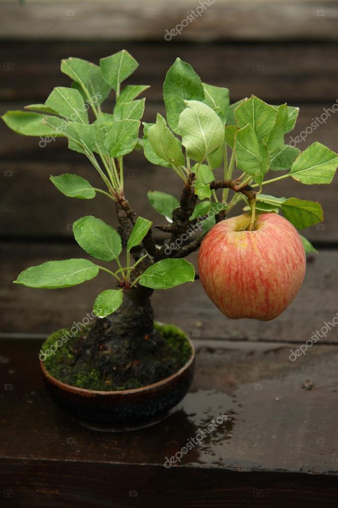 Picture of All Season Red Apple Bonsai Seeds - 15 Pcs Seeds