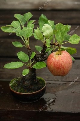 Picture of All Season Red Apple Bonsai Seeds - 15 Pcs Seeds