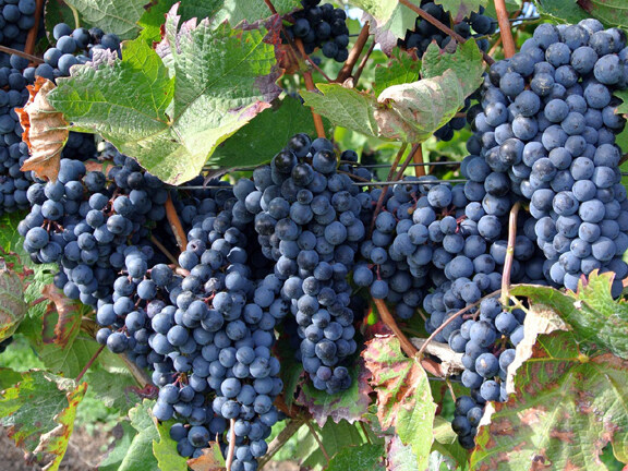 Picture of 20 Pcs Very Rare Round Grape Organic Heirloom Fruit Natural Grapes Seeds Pot/Terrace For Home Garden