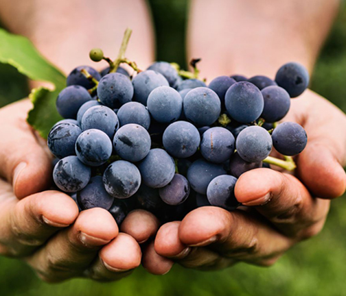 Picture of 20 Pcs Very Rare Round Grape Organic Heirloom Fruit Natural Grapes Seeds Pot/Terrace For Home Garden