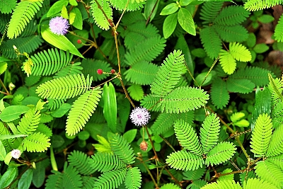 Picture of 15 Pcs All Season Lojjaboti Plant Seeds  - 15 Pcs SeedS