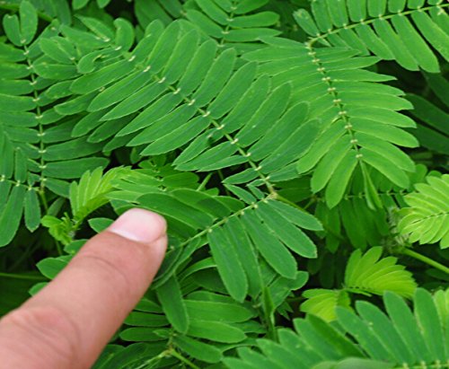 Picture of 15 Pcs All Season Lojjaboti Plant Seeds  - 15 Pcs SeedS