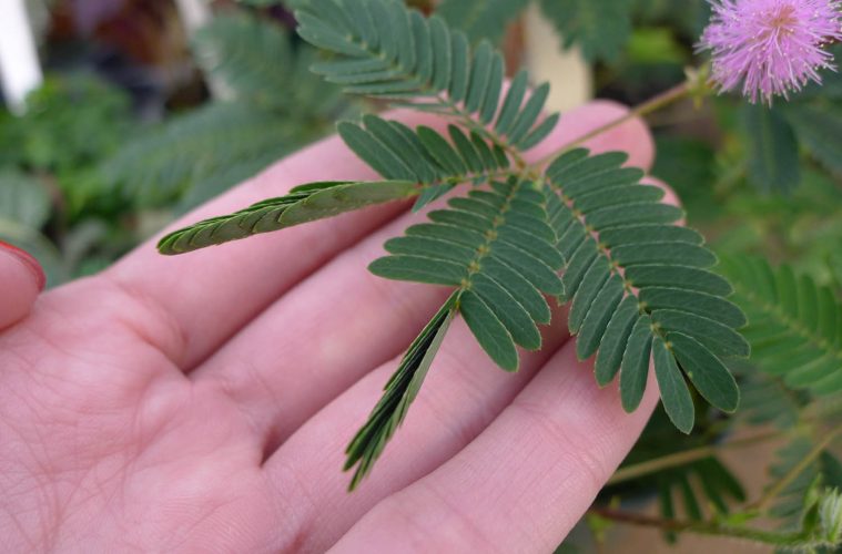 Picture of 15 Pcs All Season Lojjaboti Plant Seeds  - 15 Pcs SeedS