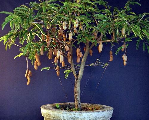 Picture of All Season Bonsai Sweet Tamarind Tree Seeds -10 Pcs Global Seeds
