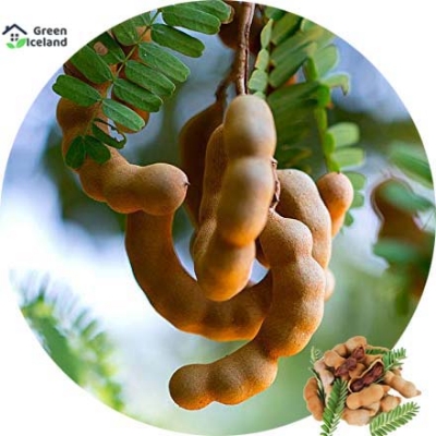 Picture of All Season Bonsai Sweet Tamarind Tree Seeds -10 Pcs Global Seeds