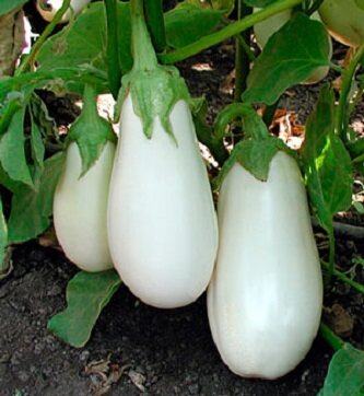 Picture of Global All Season White Eggplant Seeds (Intake Imported Packet seeds) - 30pcS