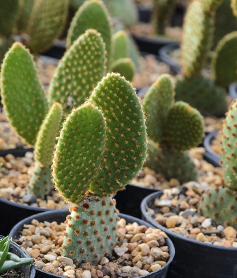 Picture of 25 Pcs Rare Opuntia Microdasys Cactus Seeds -25 Pcs Seeds