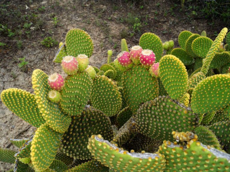 Picture of 25 Pcs Rare Opuntia Microdasys Cactus Seeds -25 Pcs Seeds
