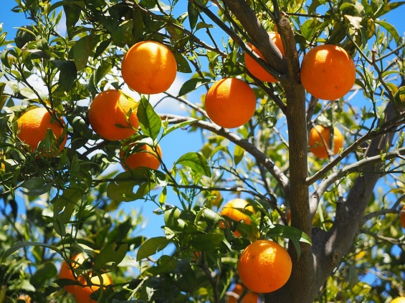 Picture of All Season Sweet Orange Fruit Tree Seeds - 10 Pcs SeedS