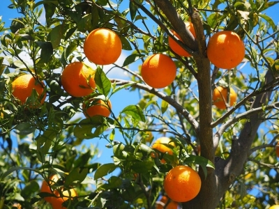 Picture of All Season Sweet Orange Fruit Tree Seeds - 10 Pcs SeedS