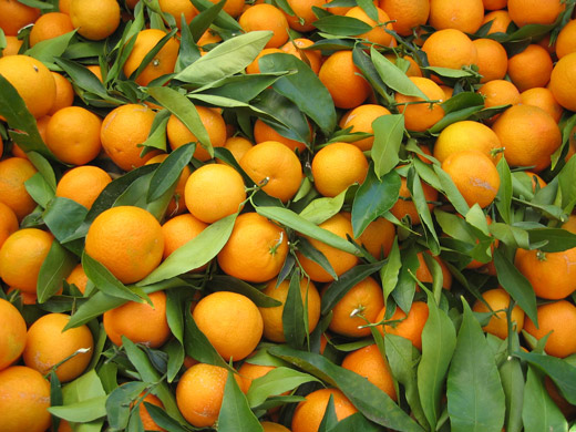 Picture of All Season Sweet Orange Fruit Tree Seeds - 10 Pcs SeedS