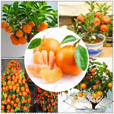 Picture of All Season Sweet Orange Fruit Tree Seeds - 10 Pcs SeedS