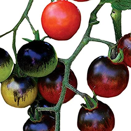Picture of All Season Midnight Snack Hybrid Cherry Tomato Seeds - 20 Pcs SeedS