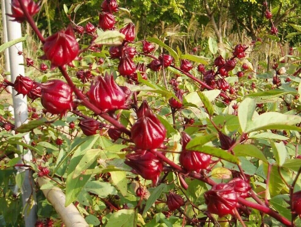 Picture of All Season 15 Pcs Natural Roselle Chinese Herb Plant Seeds