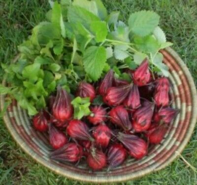 Picture of All Season 15 Pcs Natural Roselle Chinese Herb Plant Seeds