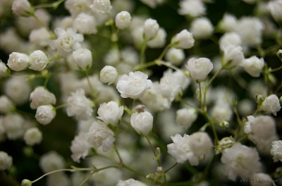 Picture of 70 Pcs All Season Gypsophila Flower Seeds