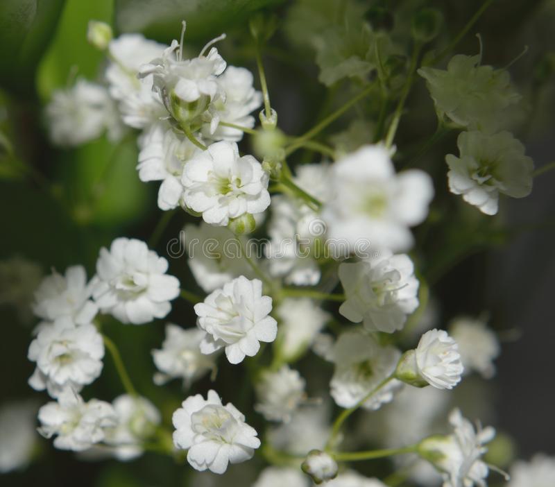 Picture of 70 Pcs All Season Gypsophila Flower Seeds