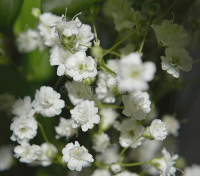 Picture of 70 Pcs All Season Gypsophila Flower Seeds