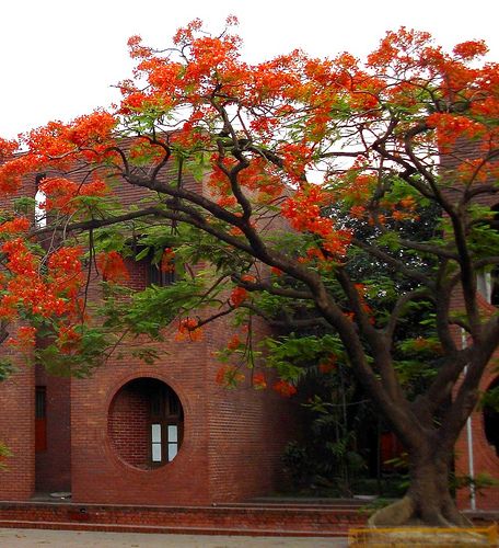 Picture of Krisnochura Tree SeedS -10 Pieces