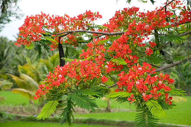 Picture of Krisnochura Tree SeedS -10 Pieces