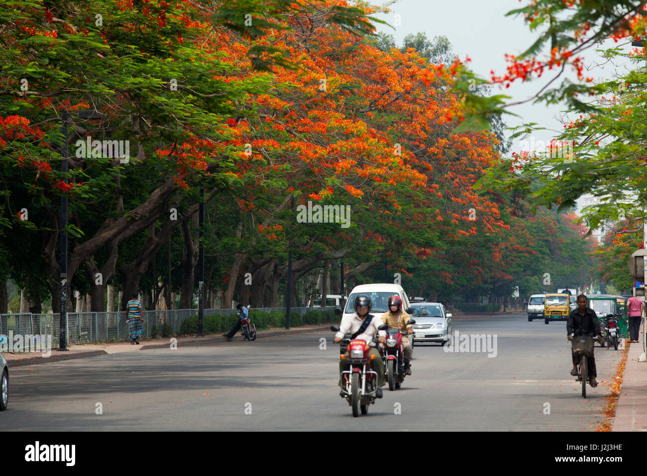 Picture of Krisnochura Tree SeedS -10 Pieces