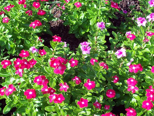 Picture of All Season Vinca Flowe - 15 Pcs SeedS