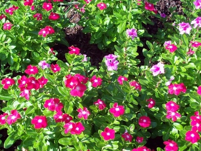 Picture of All Season Vinca Flowe - 15 Pcs SeedS
