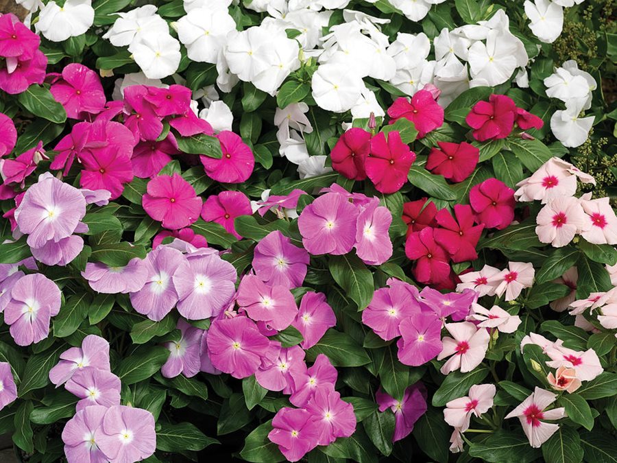 Picture of All Season Vinca Flowe - 15 Pcs SeedS