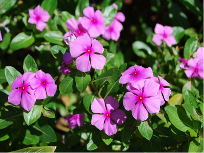 Picture of All Season Vinca Flowe - 15 Pcs SeedS