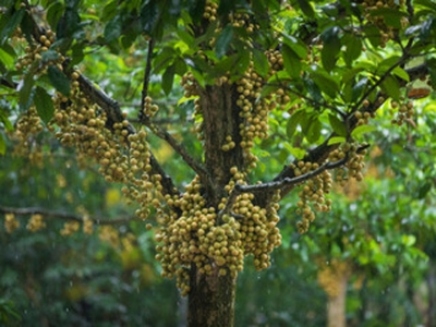 Picture of All Season Latkan Tree Seeds -05 Pcs