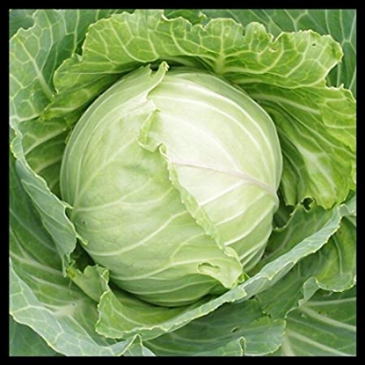 Picture of Cabbage Seeds - 30+ pcs (intact packet)