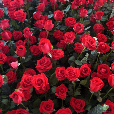 Picture of Holland Red Roses Flower Seeds - 20 Pcs Seeds