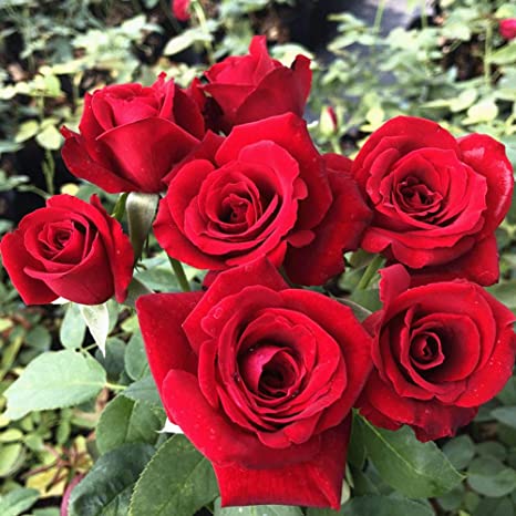 Picture of Holland Red Roses Flower Seeds - 20 Pcs Seeds