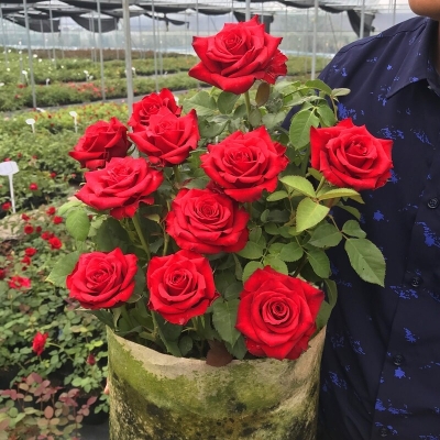 Picture of Holland Red Roses Flower Seeds - 20 Pcs Seeds