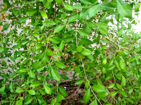 Picture of Mehendi Bonsai Tree Seeds -60 pcs seeds