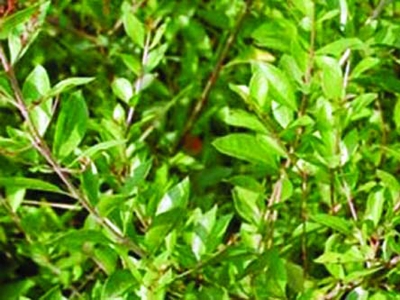 Picture of Mehendi Bonsai Tree Seeds -60 pcs seeds