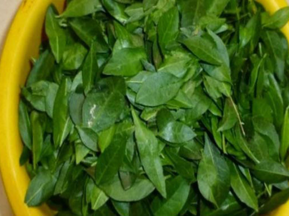 Picture of Mehendi Bonsai Tree Seeds -60 pcs seeds