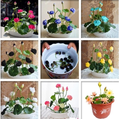 Picture of Sholdnut 5 pcs Seeds Dwarf Lotus Flower Mixed ColorS Mini Water Lily Flowers SeedS Aquatic Plant 