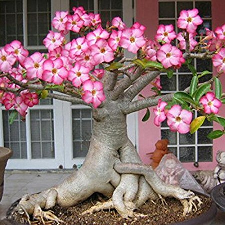 Picture of Bonsai Multicolor Single Petal Adenium Obseum Tree SeedS - 5pcs SeedS ``