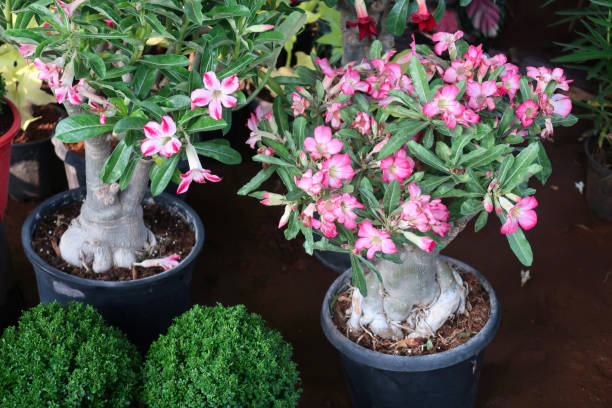 Picture of Bonsai Multicolor Single Petal Adenium Obseum Tree SeedS - 5pcs SeedS ``