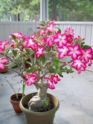 Picture of Bonsai Multicolor Single Petal Adenium Obseum Tree SeedS - 5pcs SeedS ``