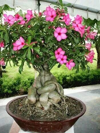 Picture of Bonsai Multicolor Single Petal Adenium Obseum Tree SeedS - 5pcs SeedS ``