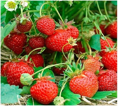 Picture of ``Red Strawberry Climbing Strawberry Four Season Fruits Organic- 100 PcS SeedS