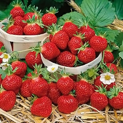 Picture of ``Red Strawberry Climbing Strawberry Four Season Fruits Organic- 100 PcS SeedS