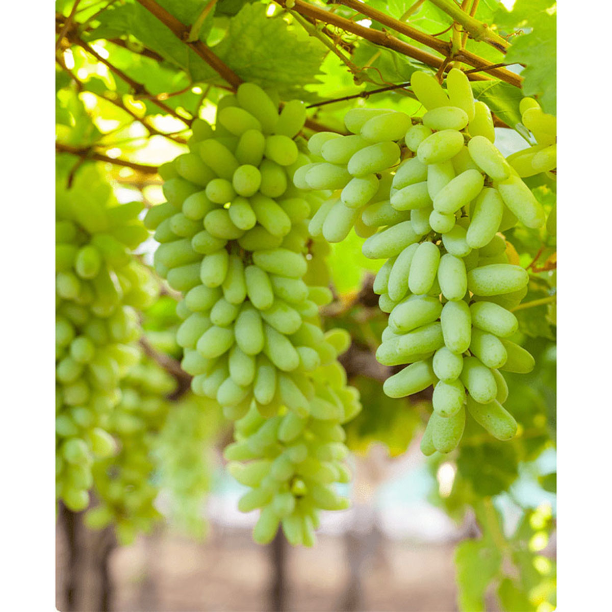 Picture of Super sonaka Grape SeedS -20 Pcs SeedS